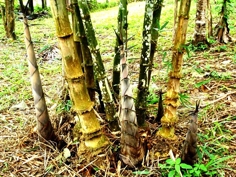 The Most Horrifying Forms of 15 Executions in History